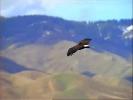 Flight of an Eagle